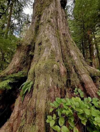 The image features the base of a massive yellow cedar tree in a dense forest. The ancient tree's thick, textured bark is heavily coated in green moss & lichen, in the damp, old-growth environment. Small ferns & leafy green plants grow around the base of the tree. Other trees are visible in the background, further highlighting the forest setting. The perspective is from a low angle, emphasizing the tree's size & imposing presence.