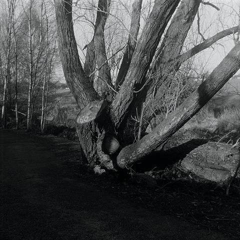 Tree stump at the front, branching out behind