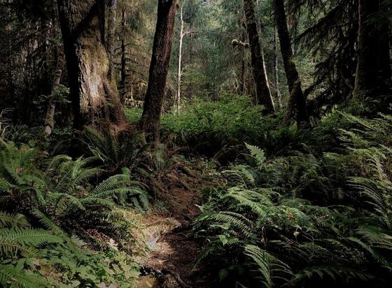 Medium shot of a forest interior. Dominated by green & brown hues, the image features a central pathway framed by tall trees & dense ferns. Light from above illuminates a small section of the path & ferns in the foreground, creating contrast & depth. The composition leads the eye along the path into the shadowy depths of the forest.