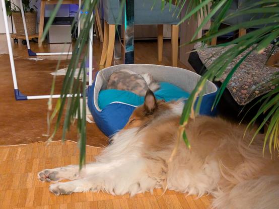 A big pet bed with a single black silver torbie with white Maine Coon in it and a sable Rough Collie lying in front of it on the floor