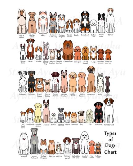 a digital poster of dog breeds in cartoon style.