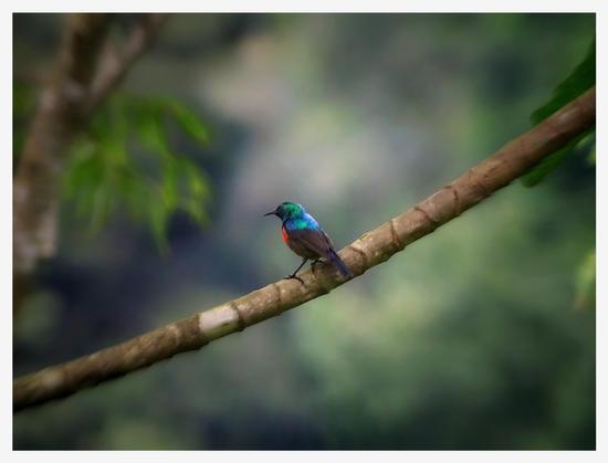 This is a colour photo of a very tiny little collared sunbird peacefully sitting on a long tree branch in the Bwindi Impenetrable Forest, Uganda. You can see the little bird’s turquoise head and bright red breast feathers. As photographed in the Bwindi Impenetrable Forest, Uganda