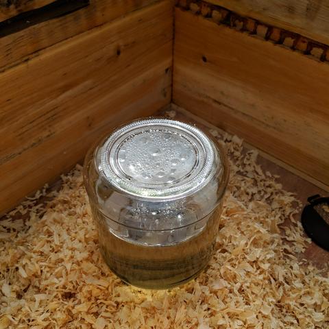 A square cropped photo showing an inverted glass jar that is inside an empty bee box that is on top of a bee hive. It is about two thirds full of clear liquid that is sugar syrup. It is approximately 625 grams of water and 1180 grams of sugar mixed together. There are some pine wood shavings around the base of the feeder jar. The box acts as a quilt box and feeder shim and has a vented rim that sits on top of it. One of the vent slots is visible near the upper left of the photo. The box used on this one is a medium.