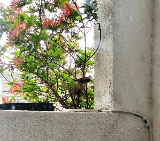 Bird near a nest