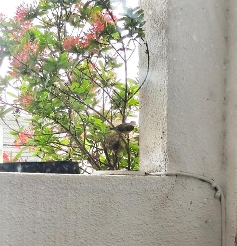 Bird near a nest