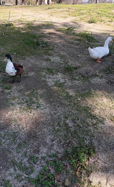 Name these ducks