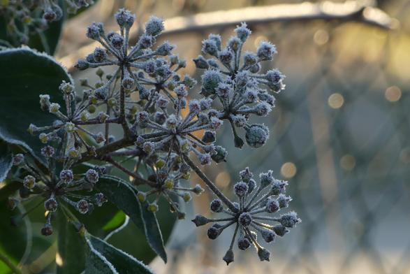Hedera helix, ivy in the frost - the umbels where the berries used to be look like spiky baubles or a 1970s lamps. They're covered in tiny frost spikes. In the background there is sunlight and a very blurred wire fence. The green of the ivy leaves has some sunny spots.