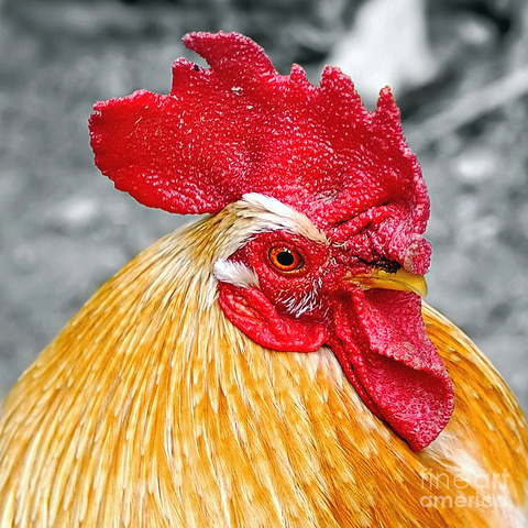 A confident and proud golden rooster portrait cropped from my original at: https://kaye-menner.pixels.com/featured/le-coc-dor-by-kaye-menner-kaye-menner.html  By Kaye Menner