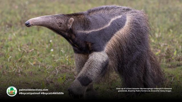 DYK Giant Anteaters walk on their knuckles to preserve their razor-sharp digging claws for hunting ants? They’re #vulnerable in #Brazil 🇧🇷 due to #gold #soy #palmoil and #meat #deforestation. Help them when you #Boycottpalmoil #Boycott4Wildlife! 🌿💚 https://wp.me/pcFhgU-1Cd?utm_source=mastodon&utm_medium=Palm+Oil+Detectives&utm_campaign=publer