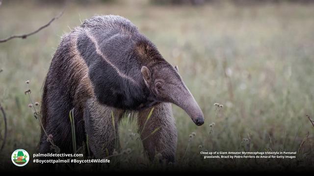 DYK Giant Anteaters walk on their knuckles to preserve their razor-sharp digging claws for hunting ants? They’re #vulnerable in #Brazil 🇧🇷 due to #gold #soy #palmoil and #meat #deforestation. Help them when you #Boycottpalmoil #Boycott4Wildlife! 🌿💚 https://wp.me/pcFhgU-1Cd?utm_source=mastodon&utm_medium=Palm+Oil+Detectives&utm_campaign=publer