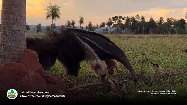 DYK Giant Anteaters walk on their knuckles to preserve their razor-sharp digging claws for hunting ants? They’re #vulnerable in #Brazil 🇧🇷 due to #gold #soy #palmoil and #meat #deforestation. Help them when you #Boycottpalmoil #Boycott4Wildlife! 🌿💚 https://wp.me/pcFhgU-1Cd?utm_source=mastodon&utm_medium=Palm+Oil+Detectives&utm_campaign=publer