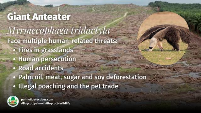 DYK Giant Anteaters walk on their knuckles to preserve their razor-sharp digging claws for hunting ants? They’re #vulnerable in #Brazil 🇧🇷 due to #gold #soy #palmoil and #meat #deforestation. Help them when you #Boycottpalmoil #Boycott4Wildlife! 🌿💚 https://wp.me/pcFhgU-1Cd?utm_source=mastodon&utm_medium=Palm+Oil+Detectives&utm_campaign=publer