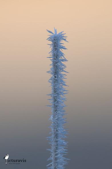 A vertical photo of a plant stalk covered with spiky ice crystals. The background is a gradient from bluish gray to light yellow/orange.