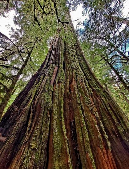 Low-angle, wide shot of a tree trunk positioned vertically. The bark is reddish-brown, deeply textured with vertical grooves, and heavily populated with green moss. The composition emphasizes the tree's height and scale, creating a sense of upward momentum. Framing trees surround the main subject, with a diffused, white sky in the background.
