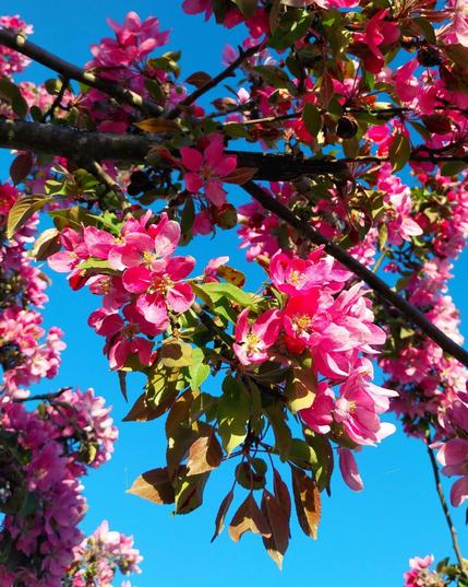 Apple blossoms
