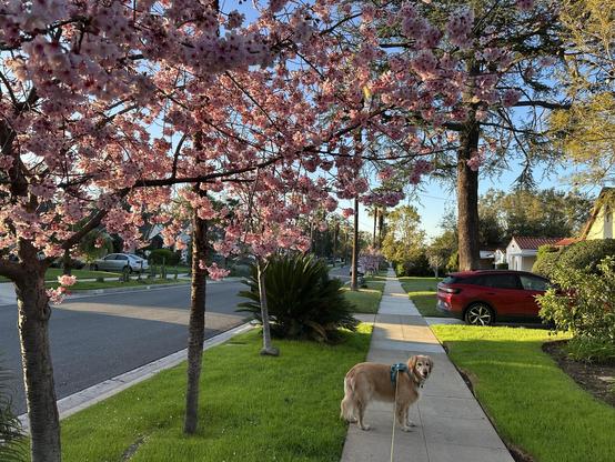 Golden Retriever on a sidewalk, toward the bottom of the shot, slightly right of center. He is standing sideways but looking right at the camera. An extendable leash goes from his harness toward me (not visible). At the top is a plumtree in bloom going from about mid-left to top-left and to almost top right. On either side of the dog is grass and further left, under the plum tree, the street asphalt and concrete curb. To the extreme right are some houses slightly visible and a red car.