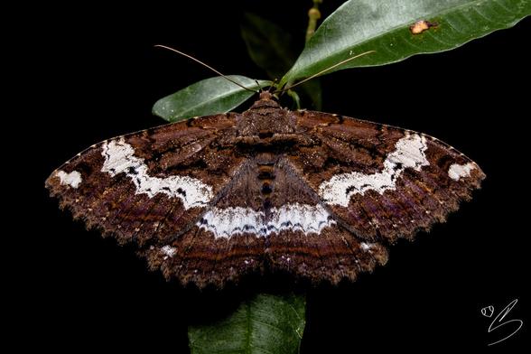 nature photograph of a witch moth perched on a branch of green leaves against a black background.

It is a large insect with predominantly earth-toned wings, with a very white stripe that runs lengthwise across all of the wings. Looking closer, you can see very purple lines that follow the veins of the wings.