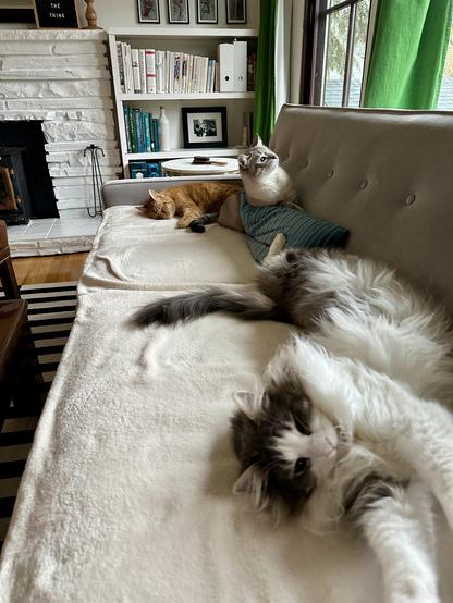 Three cats on a sofa: Thor, a fluffy grey and white bicolor half-Ragdoll stretched out in the foreground, Doots, a one-eyed Lynx Point Siamese in the middle lounging on a striped turquoise pillow and looking up and out the window, and Loki, an orange tabby sleeping at the far end of the couch. No pop stars were shook in the creation of this photo.