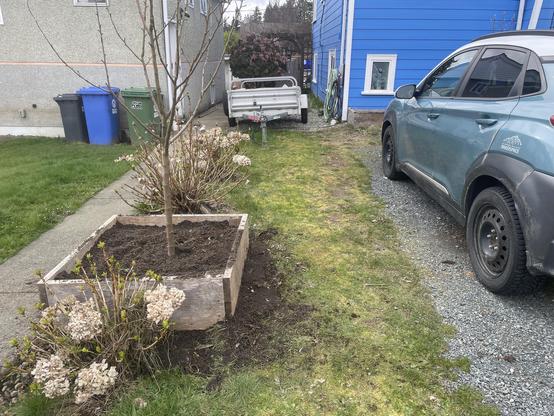A garden box is around a small apple tree on the left hand side of a small driveway. There's a car to the right and a trailer behind.