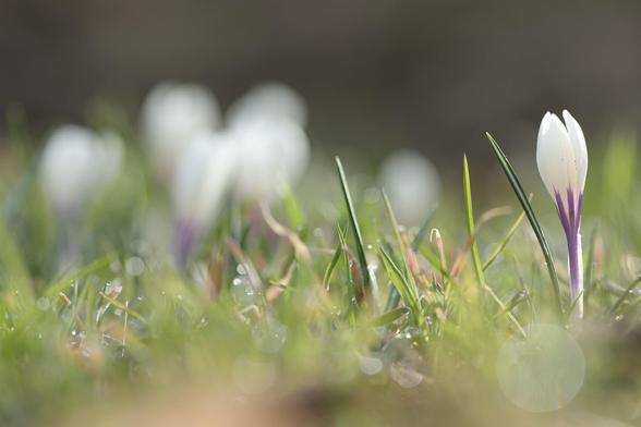 Man sieht Krokusse auf einer Wiese. Einer steht am rechten Bildrand im Vordergrund, im Fokus. Im Hintergrund auf der linken Bildseite hat es noch mehr, aber die sind verschwommen. Es ist eine Makroaufnahme und darum ist die Schärfeebene klein. Vom Regen vergangene Nacht hat es Regen / Tautropfen auf den Grashalmen und die glitzern im frühen Morgenlicht.