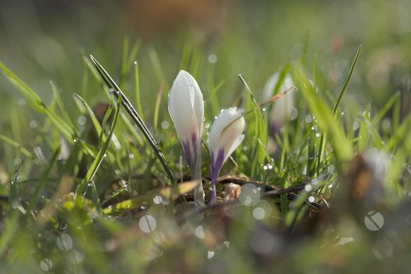 Man sieht Krokusse auf einer Wiese. Zwei stehen direkt in der Bildmitte; im Vordergrund und im Fokus. Im Hintergrund auf der hat es noch einen, aber der ist verschwommen. Es ist eine Makroaufnahme und darum ist die Schärfeebene klein. Vom Regen vergangene Nacht hat es Regen / Tautropfen auf den Grashalmen und die glitzern im frühen Morgenlicht.