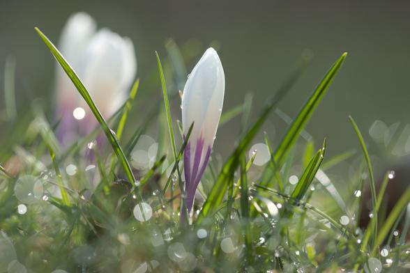 Man sieht Krokusse auf einer Wiese. Einer steht direkt in der Bildmitte; im Vordergrund und im Fokus. Auf der linken Bildseite im Hintergrund hat es noch zwei, aber die sind verschwommen. Es ist eine Makroaufnahme und darum ist die Schärfeebene klein. Vom Regen vergangene Nacht hat es Regen / Tautropfen auf den Grashalmen und die glitzern im frühen Morgenlicht. Die glitzernden Wassertropfen geben wunderbare Bokehperlen ab.