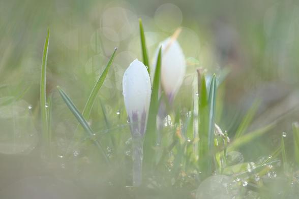 Man sieht zwei Krokusse auf einer Wiese. Sie stehen direkt in der Bildmitte; einer etwas im Vordergrund und im Fokus. der zweite steht leicht im Hintergrund und ist etwas verschwommen. Es ist eine Makroaufnahme und darum ist die Schärfeebene klein. Vom Regen vergangene Nacht hat es Regen / Tautropfen auf den Grashalmen und die glitzern im frühen Morgenlicht. Die glitzernden Wassertropfen geben wunderbare Bokehperlen ab.