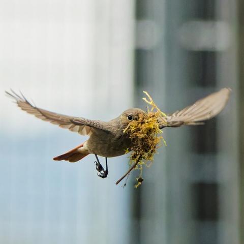 A female black redstart in flight with wings spread and the beak full of moss