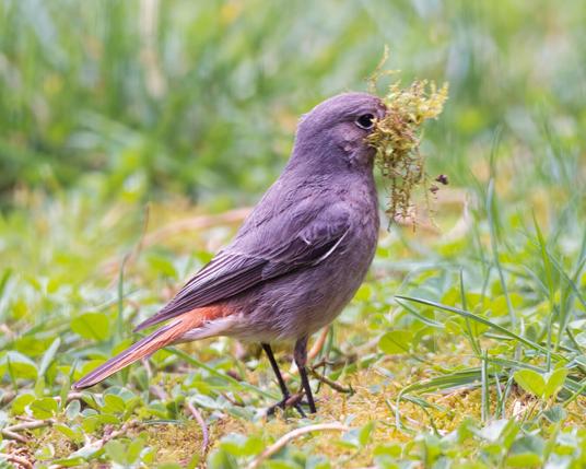 Female black redstart gathering moss in the yard