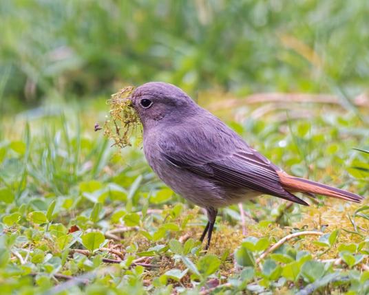 Female black redstart gathering moss in the yard, now looking to the left