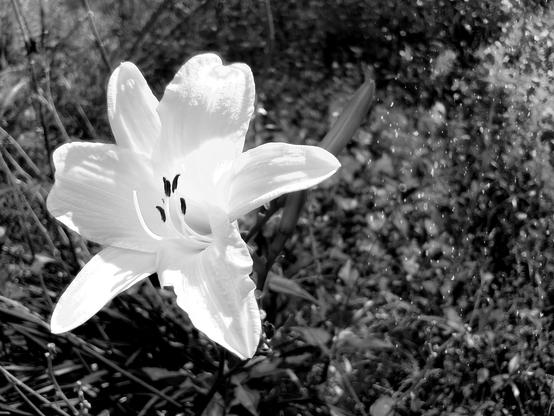 The world whispers storms, but you—you bloom in every season.
#Blackside #earthnow #elitepix #fotomasters #FrontView #Grow #hey_ihadtosnapthat #imagehub #lensculture #monomoods #Nature #Outdoors #picplanet #pictas #pictas_bnw #podium_bnw #rebel_bnw #rebels_united #Snap_allnature #Snap_bnw #Snap_community #Snap_community_member #Snap_country #Snap_flowers #Snap_gardening #Snap_minimal #vero #verofamily #verofriends #verotography