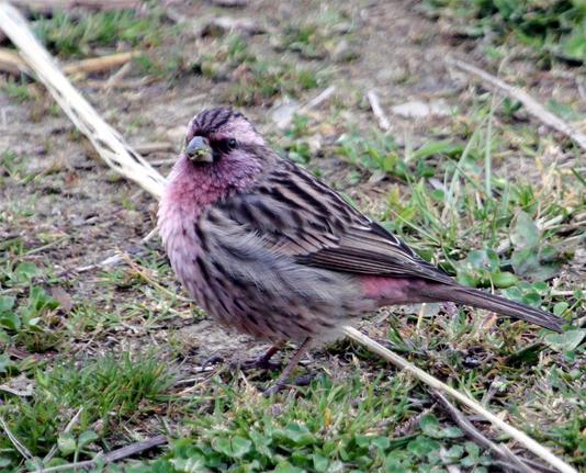 Himalayan Beautiful Rosefinch (Carpodacus pulcherrimus)