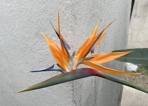 Bird of paradise flower, fully open, on an off-white stucco background. The flower stem and base are green, with red where it bends slightly. Alternating, above are the orange sepals and blue petals/stamens