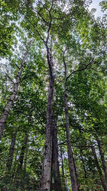 Looking up at the sun shining through a treetop canopy while hiking through the woods in Fayette Maine USA