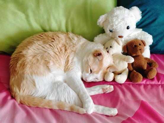 Fariña, orange and white cat, curled up in bed beside three plushies