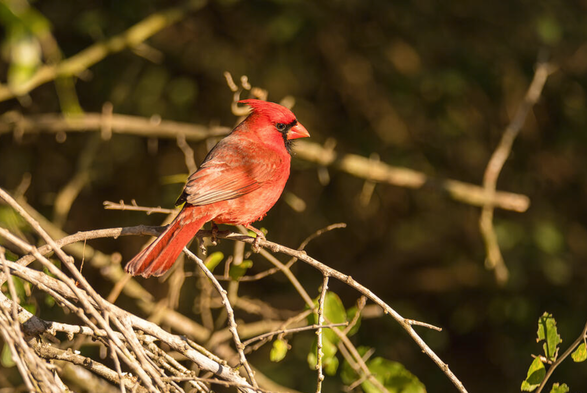 A vibrant red bird perches gracefully on a tangle of branches, illuminated by the warm glow of sunlight. The background is a rich tapestry of dark green foliage, creating a natural and serene setting. Photography by Debra Martz