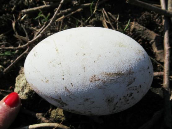 Ein Gänseei und ein Fingernagel von einem Zeigefinger zwecks Größenvergleich