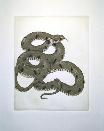 Etching print showing a partly coiled grass snake over a fully white background, with each scale drawn in details.