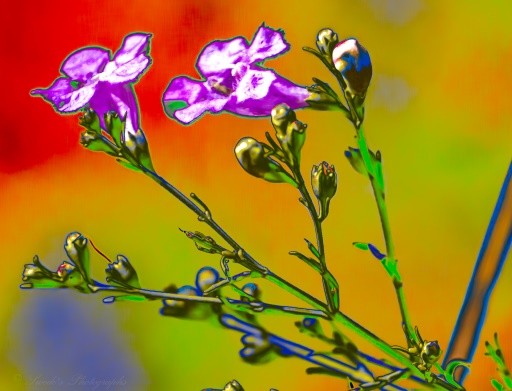 Flower Child

This photograph captures the striking beauty of purple false foxgloves (Purple Gerardia), wildflowers I encountered in the area. To enhance its visual appeal, I creatively adjusted the light properties, introducing vibrant shades of orange, yellow, and blue into the background. The result is an image with a captivating, 60s-inspired psychedelic aesthetic.

"This image showcases a close-up view of a flowering plant with purple blossoms and buds. The flowers have a delicate, slightly translucent quality to their petals. Surrounding the plant is a vivid, colorful background with shades of red, yellow, green, and blue, making the composition dynamic and artistic. The stems and buds are detailed, showing natural veins and a lush green hue. The combination of vibrant colors and soft floral textures creates a striking visual appeal." - Copilot