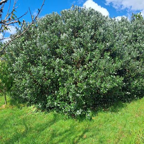 Someone asked about feijoas,  so this post is info for them...