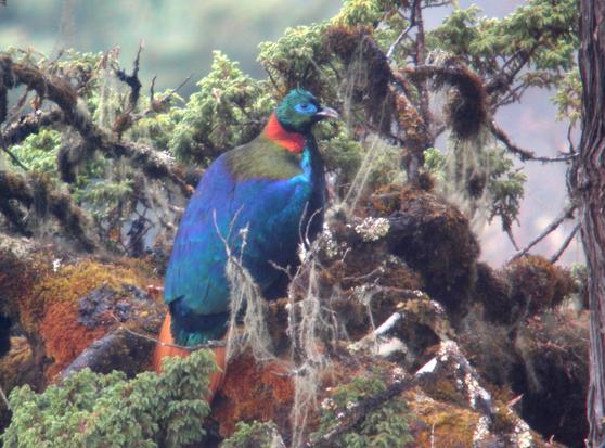 Himalayan Monal (Lophophorus impejanus)
LC Least Concern