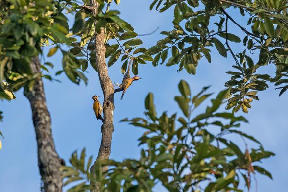 Spot-throated Flameback (Dinopium everetti)
NT Near Threatened