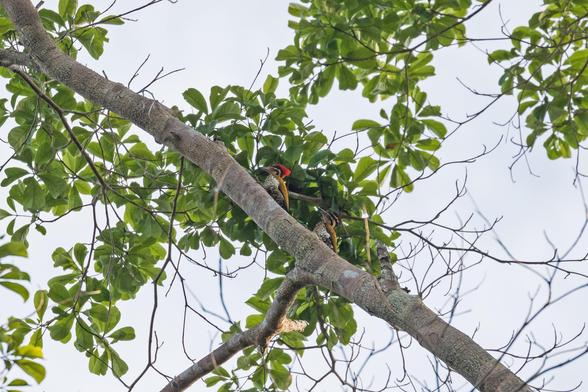 Spot-throated Flameback (Dinopium everetti)
NT Near Threatened