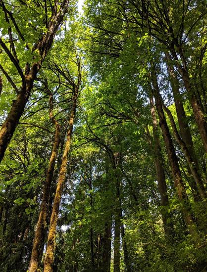 A random photo of tree canopy in the woods, location unknown