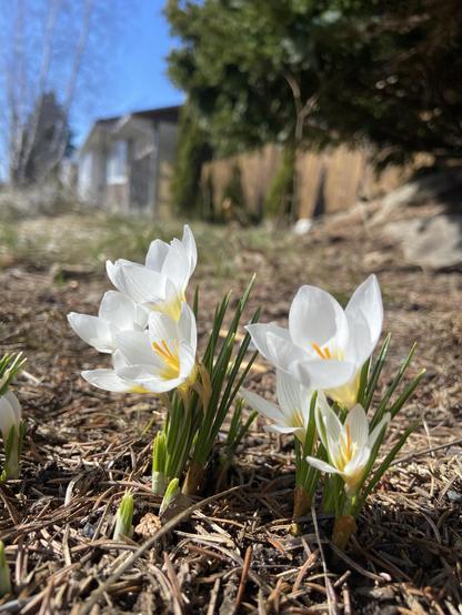 A patch of six white crocuses with yellow stamens in the sun.