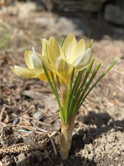 Two yellow crocuses in the sun