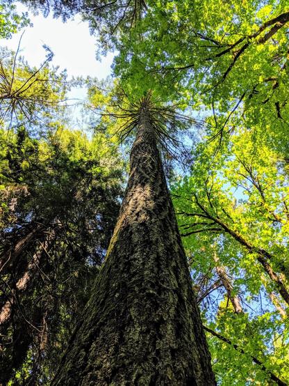 A view of tall treetops in the woods while hiking. Location unknown