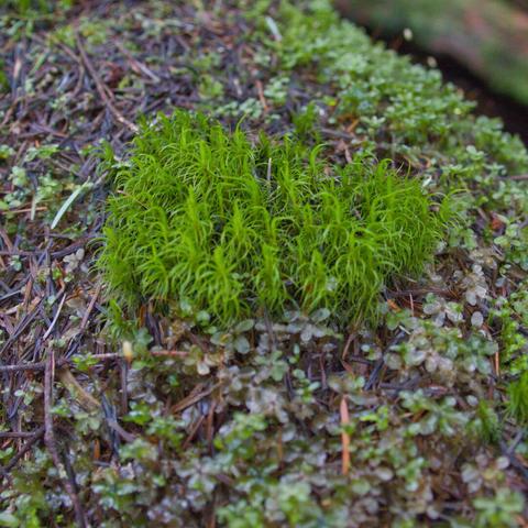 A small hairy moss, bright green on a dark log.