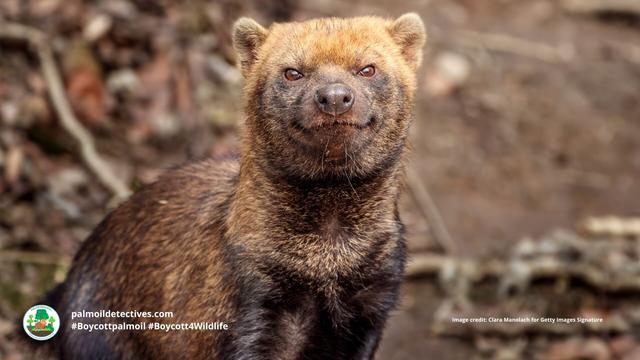 Once believed #extinct, the enigmatic #BushDog 🐕🐺 is now 'Near Threatened' from #palmoil 🌴🔥 and #soy 🥜🔥 #deforestation in #SouthAmerica. Masterful hunters they rely on prey that is disappearing. Help them survive! #Boycottpalmoil 🌴☠️⛔ #Boycott4Wildlife @palmoildetect https://wp.me/pcFhgU-73d?utm_source=mastodon&utm_medium=Palm+Oil+Detectives&utm_campaign=publer
