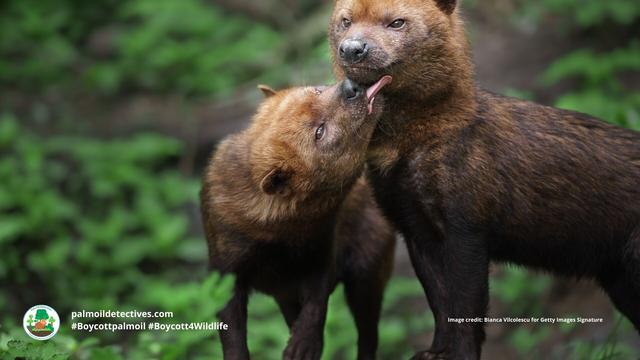Once believed #extinct, the enigmatic #BushDog 🐕🐺 is now 'Near Threatened' from #palmoil 🌴🔥 and #soy 🥜🔥 #deforestation in #SouthAmerica. Masterful hunters they rely on prey that is disappearing. Help them survive! #Boycottpalmoil 🌴☠️⛔ #Boycott4Wildlife @palmoildetect https://wp.me/pcFhgU-73d?utm_source=mastodon&utm_medium=Palm+Oil+Detectives&utm_campaign=publer